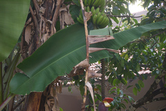 Musa paradisiaca